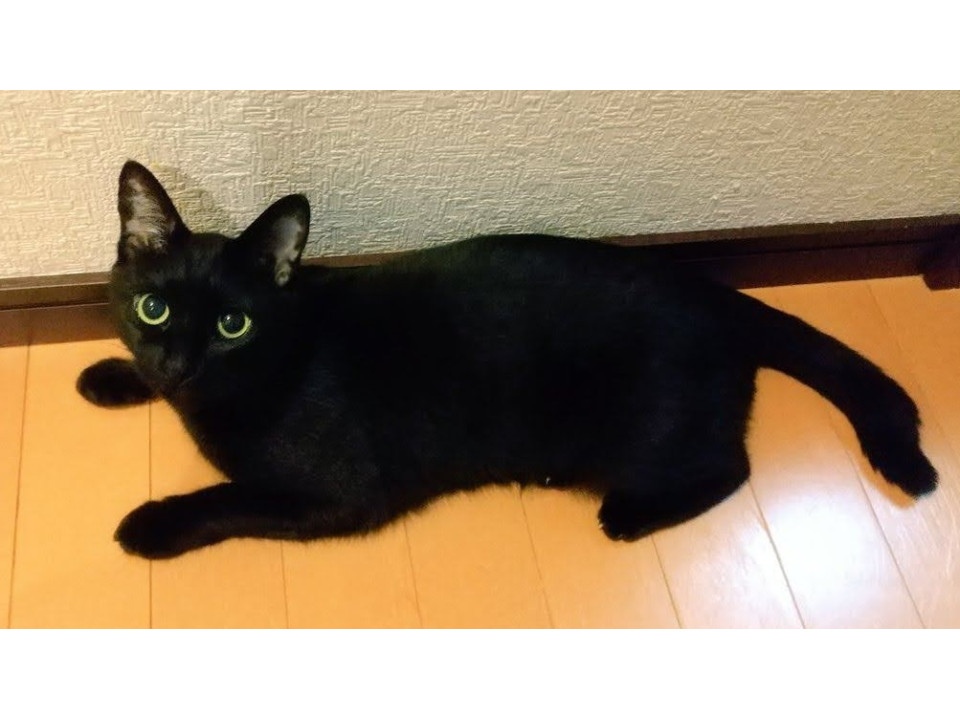 発見]三重県のまめちゃん - 迷い猫掲示板